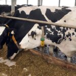 Калининградстат зафиксировал рост поголовья и&nbsp;рекордные надои молока в&nbsp;Калининградской области