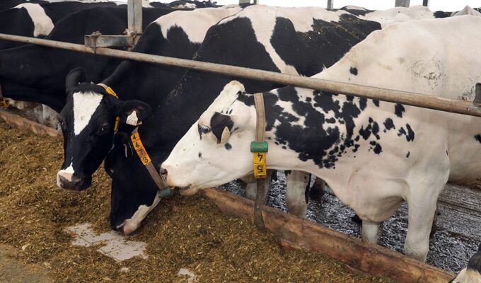 Калининградстат зафиксировал рост поголовья и&nbsp;рекордные надои молока в&nbsp;Калининградской области