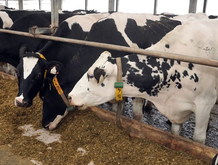 Калининградстат зафиксировал рост поголовья и&nbsp;рекордные надои молока в&nbsp;Калининградской области