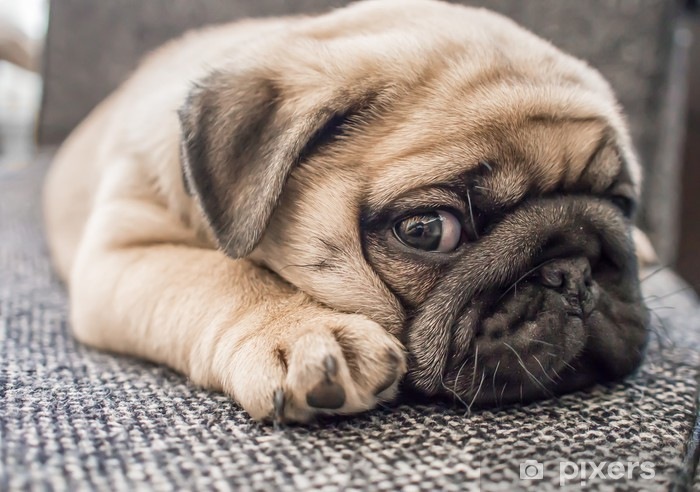 Хотела купить мопса, а&nbsp;осталась без денег: калининградка попалась на&nbsp;удочку мошенников