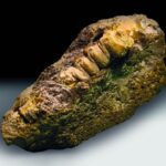 Янтарный комбинат нашёл камень возрастом 50 млн лет, повторивший форму личинки древнего жука