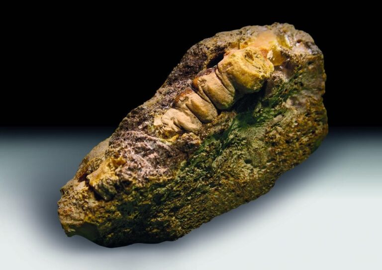 Янтарный комбинат нашёл камень возрастом 50 млн лет, повторивший форму личинки древнего жука