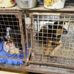 Минсельхоз и&nbsp;зоозащитники бьют тревогу: 70% бездомных собак в&nbsp;приютах &mdash; бывшие домашние