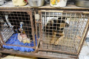 Минсельхоз и&nbsp;зоозащитники бьют тревогу: 70% бездомных собак в&nbsp;приютах &mdash; бывшие домашние