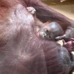 В&nbsp;Калининградском зоопарке родился орангутанг: Антон пытался открыть заслонку одеялами, чтобы увидеть сына