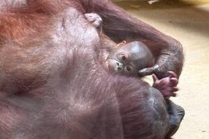В&nbsp;Калининградском зоопарке родился орангутанг: Антон пытался открыть заслонку одеялами, чтобы увидеть сына