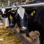 Поголовье крупного рогатого скота в&nbsp;Калининградской области выросло на&nbsp;7,1%