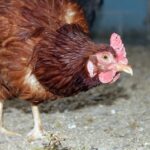 В&nbsp;Калининградской области стартовала бесплатная вакцинация домашней птицы от&nbsp;гриппа