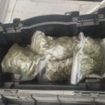 Нарколаборатория с&nbsp;плантацией конопли и&nbsp;схрон с&nbsp;патронами и&nbsp;взрывчаткой: в&nbsp;Калининграде задержали двух дилеров