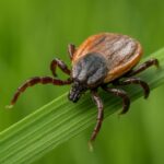 Растёт активность клещей в&nbsp;Калининградской области