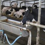 Бывший работник агрофермы в&nbsp;Багратионовском районе украл 150 поилок и&nbsp;сдал их в&nbsp;металлолом