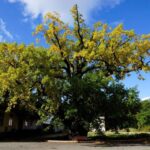 800-летний дуб в&nbsp;Ладушкине передан в&nbsp;ведение округа &mdash; теперь его благоустроят для жителей и&nbsp;туристов