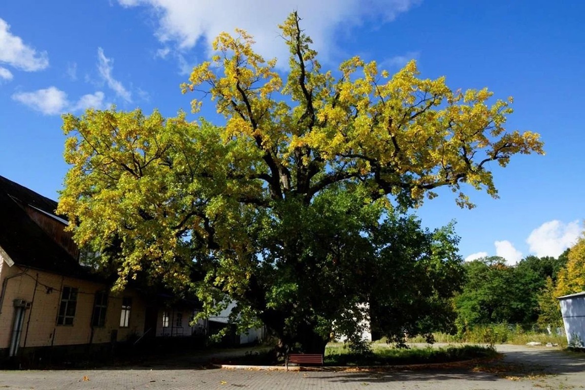Фото: пресс-служба правительства Калининградской области 800-летний дуб в Ладушкине передан в ведение округа — теперь его благоустроят для жителей и туристов