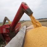 Урожай зерна в&nbsp;Калининградской области в&nbsp;2025 году стал рекордным за&nbsp;десятилетие