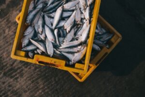 Рыбаки украли 160 кг улова и&nbsp;попались, когда грузили рыбу в&nbsp;машину